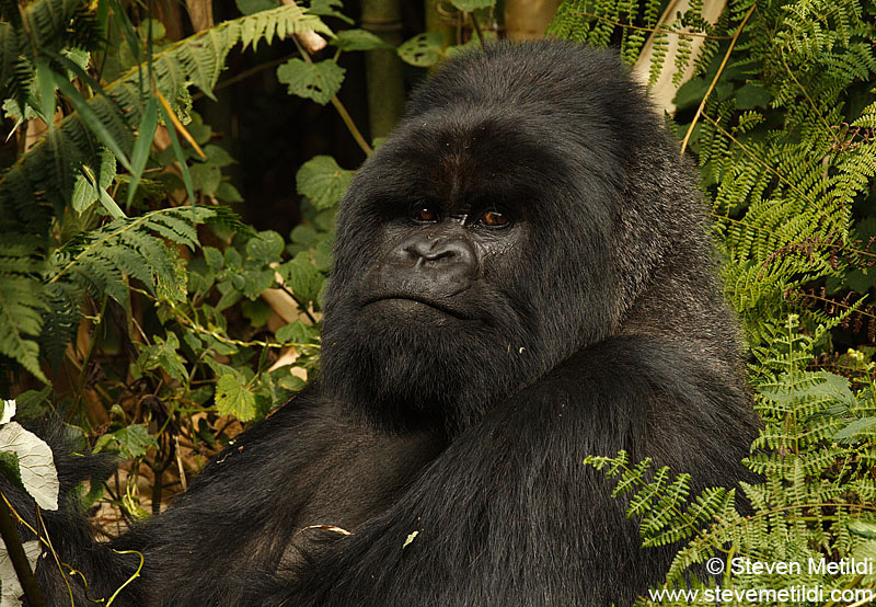 mountain gorilla